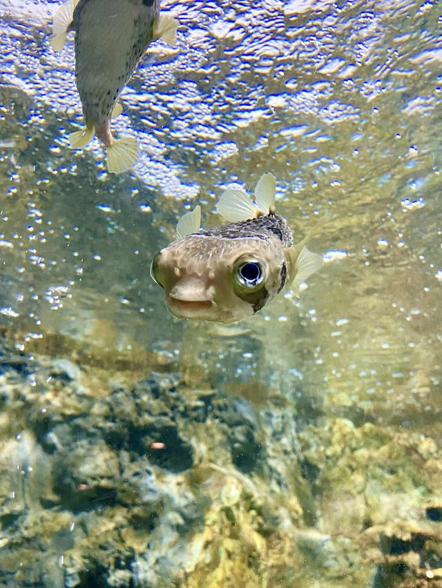 พิพิธภัณฑ์สัตว์น้ำ ระยอง 🦀