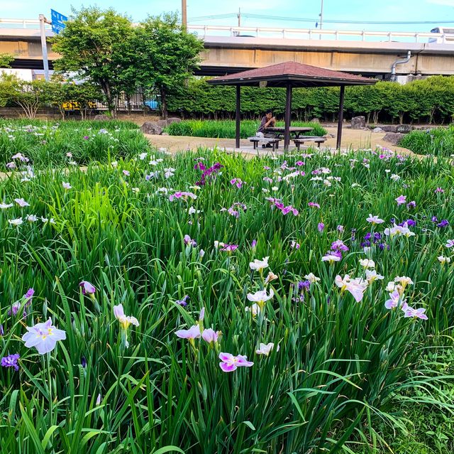 สวนดอกไอริส ชิริว