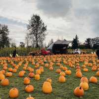 【巨大なカボチャ畑！】カナダでハロウィンを初体験！inリッチモンド