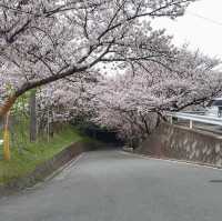 Cherry Blossom 🌸