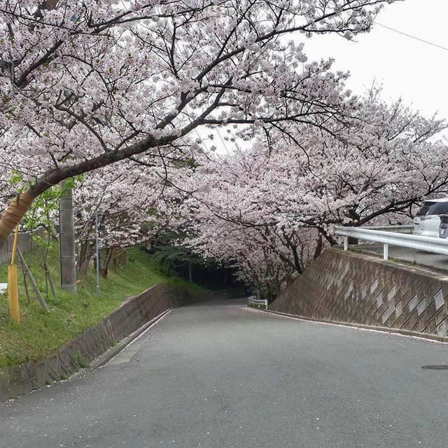 Cherry Blossom 🌸