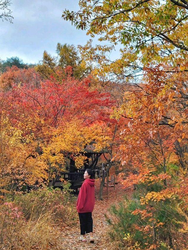 알록달록 붉은 단풍이 아름다운 태백 가을여행🍁 알록달록 붉은 단풍이 아름다운 태백 가을여행🍁