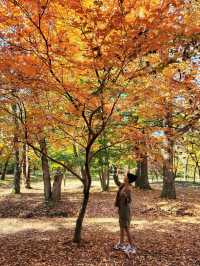 변함없이 아름다운 경주의 가을🍁🍂
