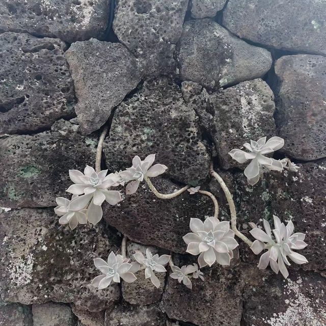 裏見瀑布 🌊🌳驚豔瀑布💦🏞️