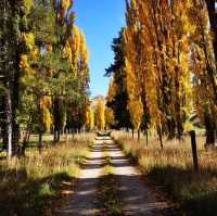 Lake Wanaka autumn colours 