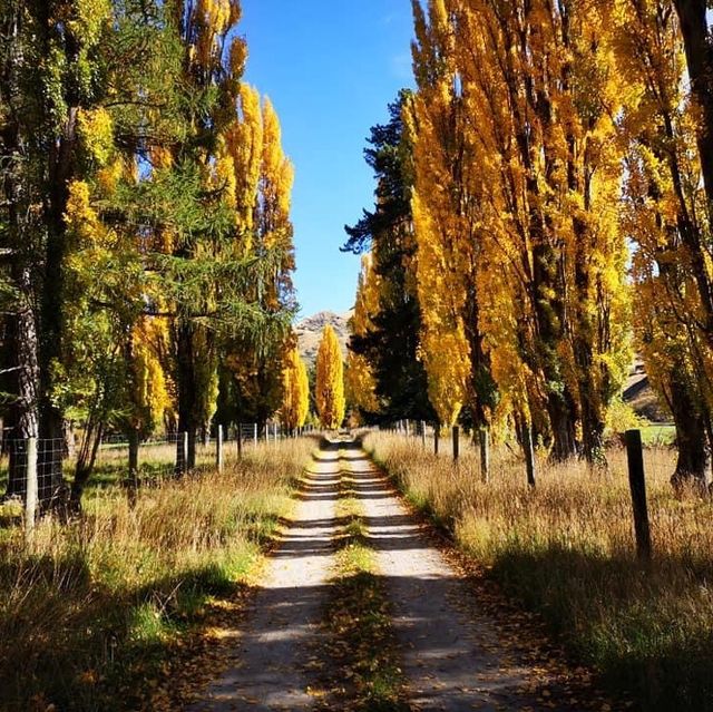 Lake Wanaka autumn colours 