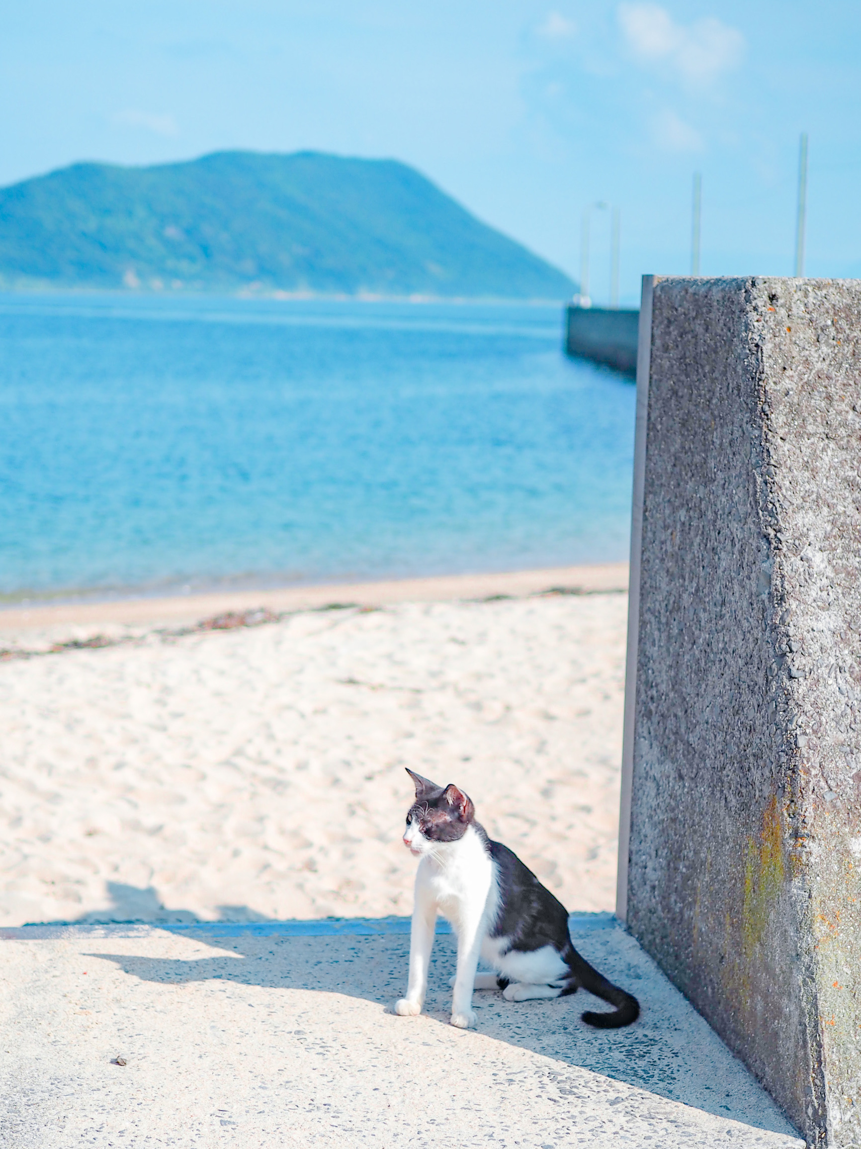 猫柳 KN-SG-0586-0.jpg?v=1712562676