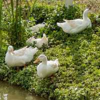 Bucolic ฟาร์มคาเฟ่เขาใหญ่