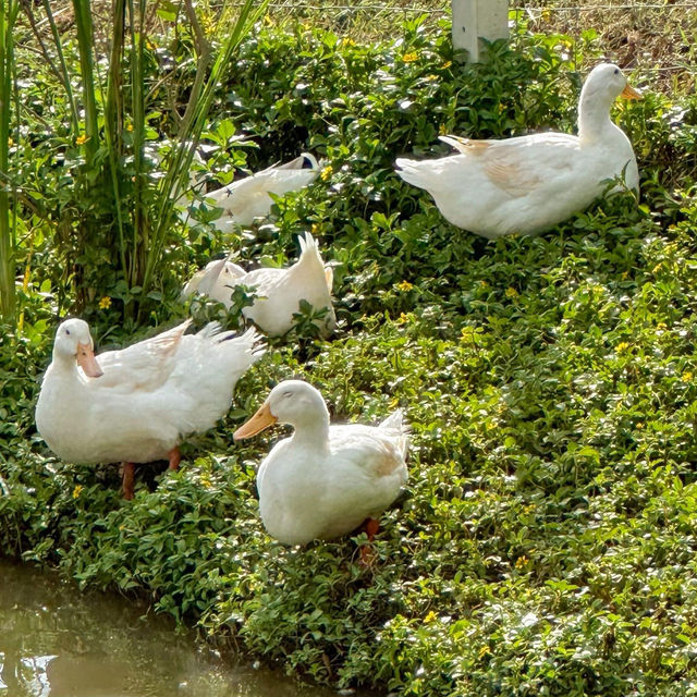 Bucolic ฟาร์มคาเฟ่เขาใหญ่