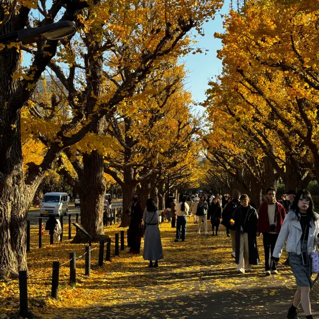The beautiful yellow leaves in Meiji Jinggu