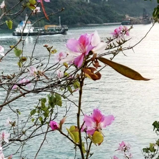 青馬大橋的日與黃昏♥超美景色❤