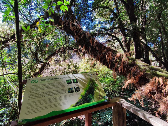 สัมผัสป่าดึกดำบรรพ์ อาลีซานเมืองไทย 🌲🌲🌲