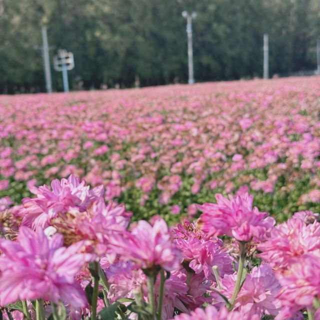 ชี้เป้าจุดถ่ายรูปฟรี!! สวนเบญจมาศชมพูกว้าง ใกล้กทม