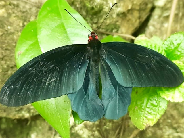 Butterfly Park in KL