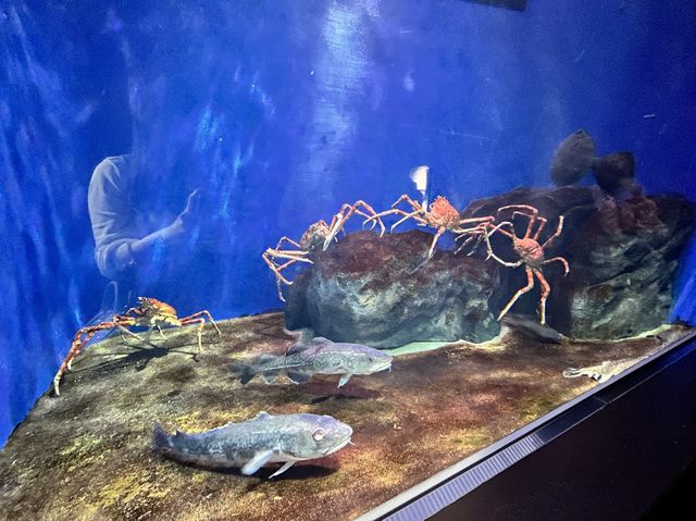 【仙台うみの杜水族館】水族館とちいかわ