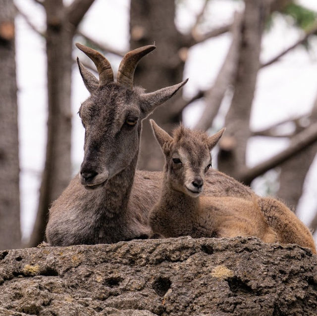 Kanazawa Zoo