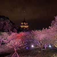 天元宮夜櫻-2024新北景點