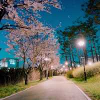 “Tancheon” with cherry blossoms in bloom