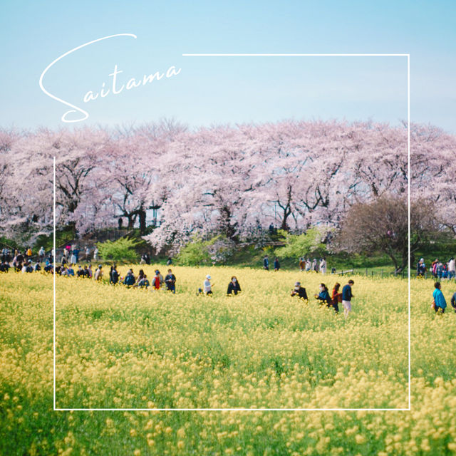 【埼玉】圧巻！1kmの桜並木🌸「県営権現堂公園」