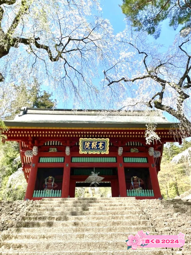 【妙義神社/群馬県】しだれ桜のアーチをくぐろう！