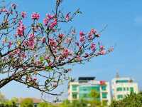 Spring calling, cherry blossoms in full bloom