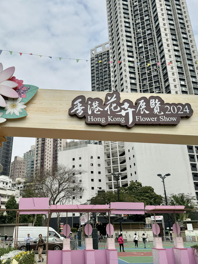 香港也有超美向日葵花海 香港花卉展覽2024
