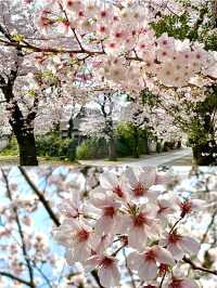 【法明寺/東京都】池袋の隠れ桜スポット