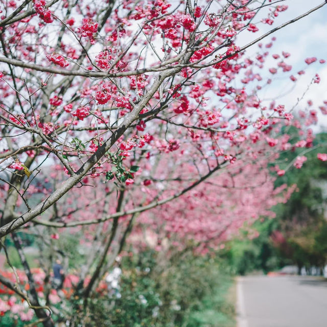 พื้นที่สีเขียว มันฮีลหัวใจ 🌸