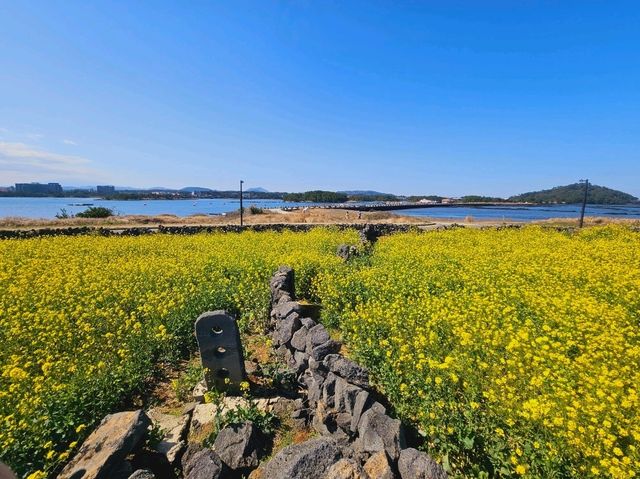 Rapeseed flower field at Noksan-ro