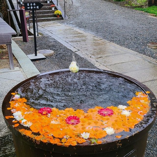 京都花手水発祥のお寺⭐柳谷観音楊谷寺⭐
