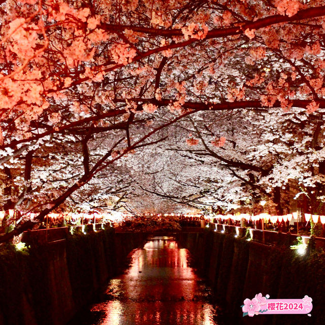 【2024年目黑川夜櫻】浪漫粉紅景點，必到賞櫻地點！