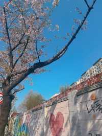 아기자기한 벽화 보는 재미가 있는 벚꽃길 봄 데이트🌸 동수북로 벽화거리