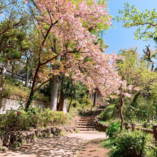 겹벚꽃 도쿄여행 🌸여자혼자 도쿄 혼여행 추천✈️