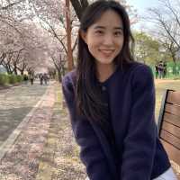 🌸구미 사람들은 잘 아는 벚꽃 명소🌸