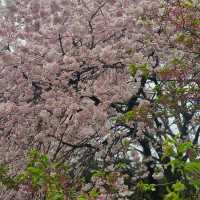 Chasing Japan Cherry Blossom Version 2024
