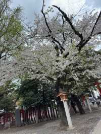 新宿花園神社～櫻花盛宴