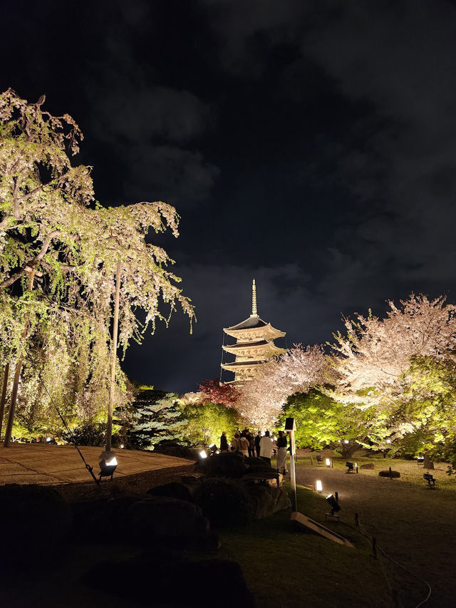 【京都東寺】夜遊櫻花🌸，心靈淨化