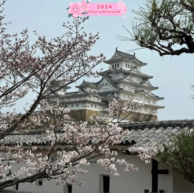 Underneath 🤩the canopy 🌺of Pink Petals🌸🇯🇵