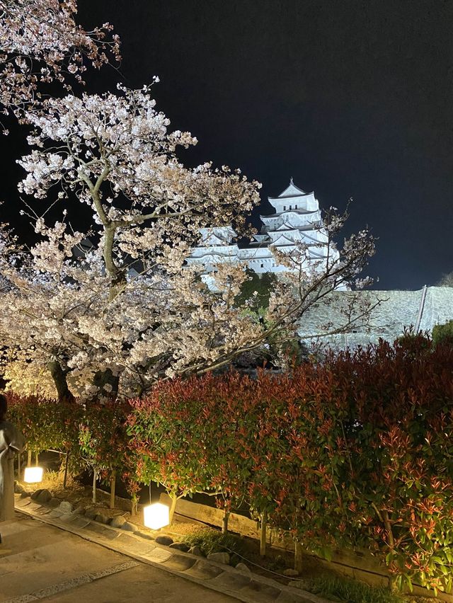 姫路城見るなら西の丸庭園【夜桜編】