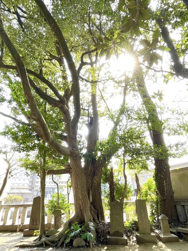 【柏諏訪神社/千葉県】旧柏村の鎮守のおすわさま