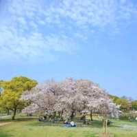 ✨️ My best flowering tree, Daisen Park