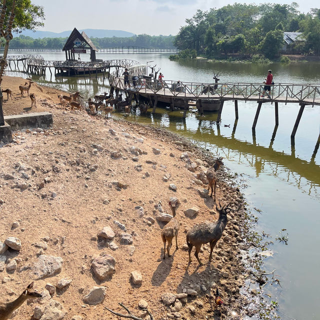 สะพานชมกวาง ชุมพร