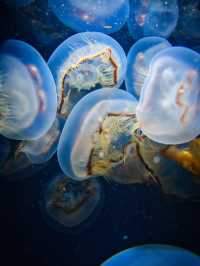 【山形】ゆらゆら泳ぐクラゲに涼しい空間で癒される✨一生に一度は行きたい水族館を紹介🔍