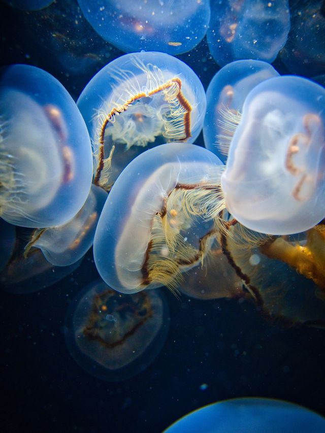 【山形】ゆらゆら泳ぐクラゲに涼しい空間で癒される✨一生に一度は行きたい水族館を紹介🔍