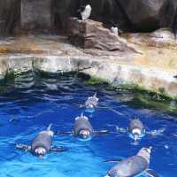 六福村野生動物園：近距離欣賞珍稀動物，親子娛樂的理想去處