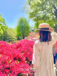 【東京】鮮やかでまぶしいつつじまつり