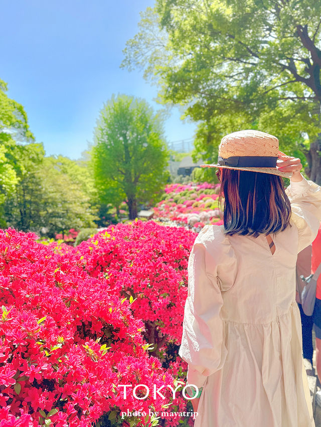 【東京】鮮やかでまぶしいつつじまつり