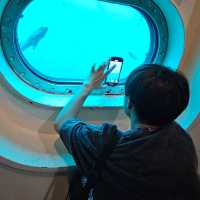 【千葉県】天然の水族館！勝浦海中公園展望台°･🐠