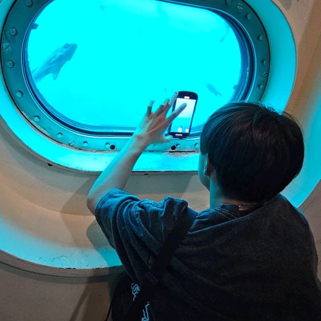 【千葉県】天然の水族館！勝浦海中公園展望台°･🐠