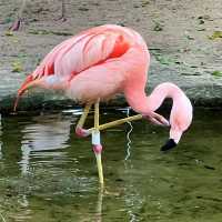 吉隆坡飛禽公園：熱帶鳥語花香，適合感受大自然生命力的理想場所